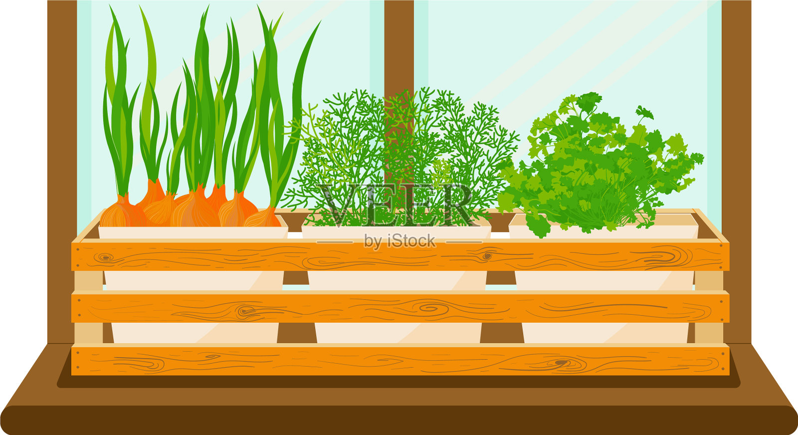 洋葱、莳萝和欧芹放在窗台上的花盆里插画图片素材