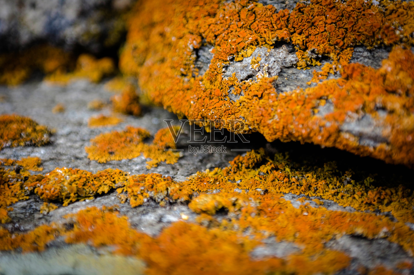 阿尔卑斯山devero的一块石头上的地衣照片摄影图片