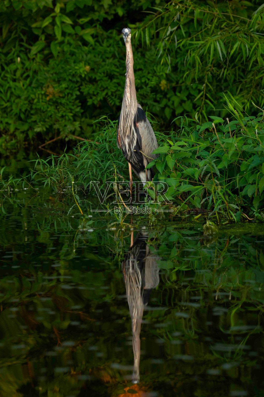 湖边的大蓝鹭照片摄影图片