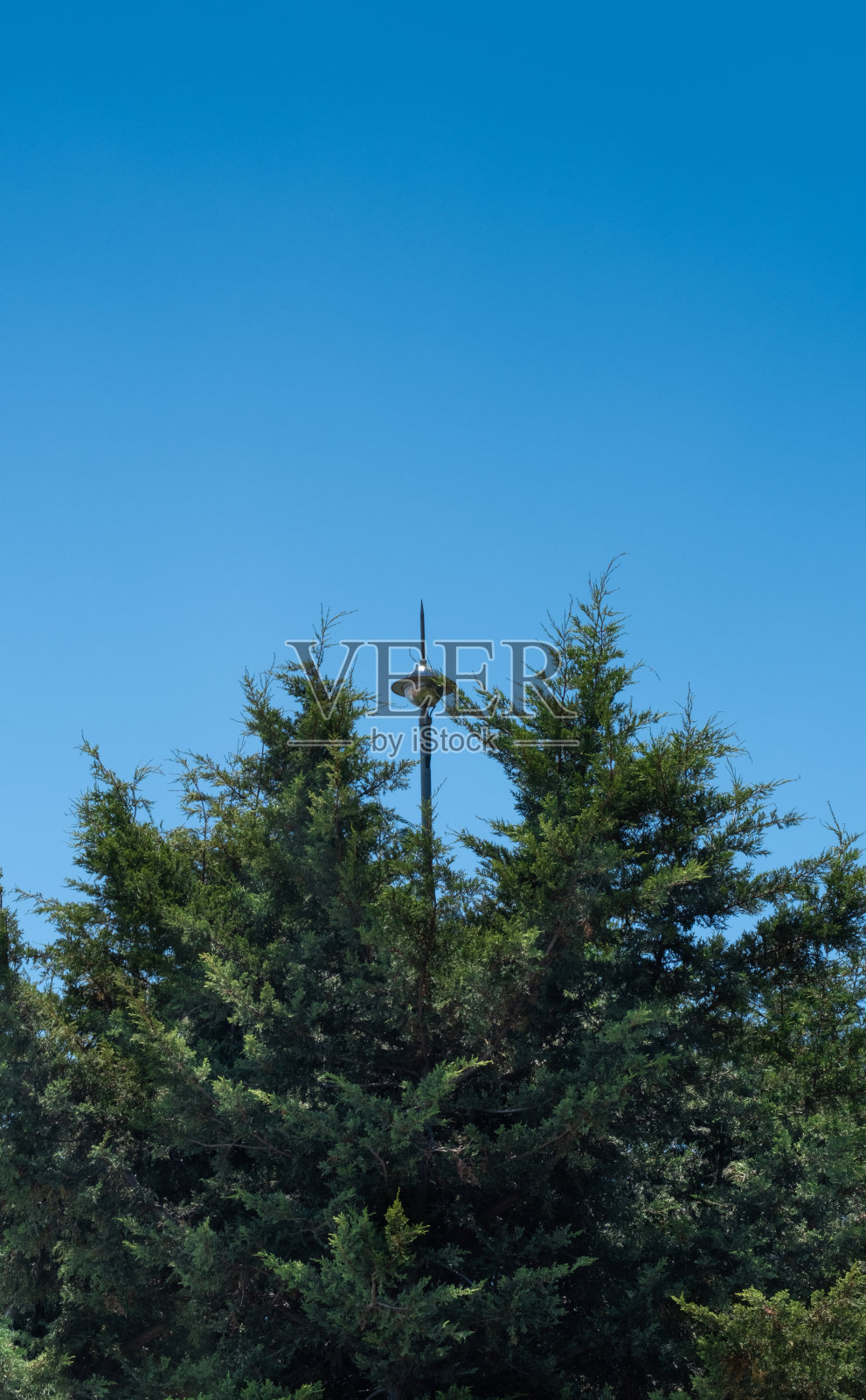 电线杆上的避雷针，蓝天背景，树木间，照片摄影图片