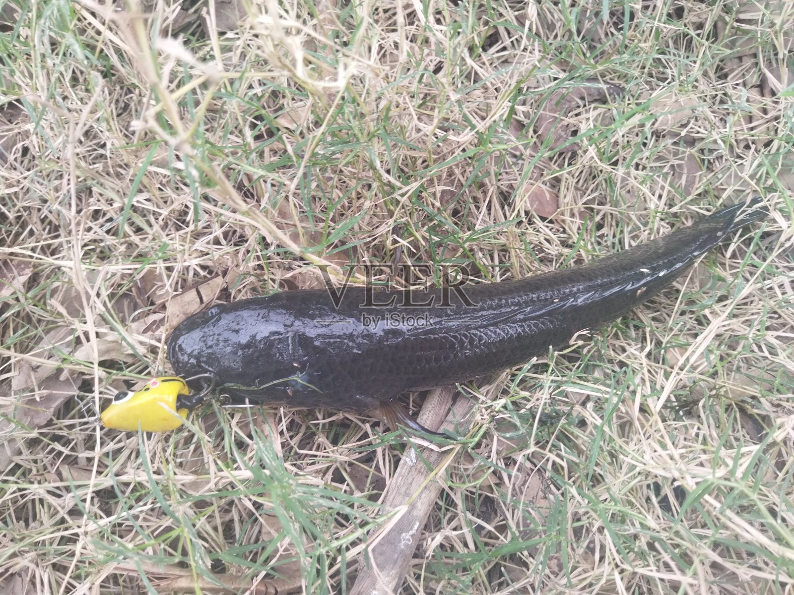 取照片摄影图片