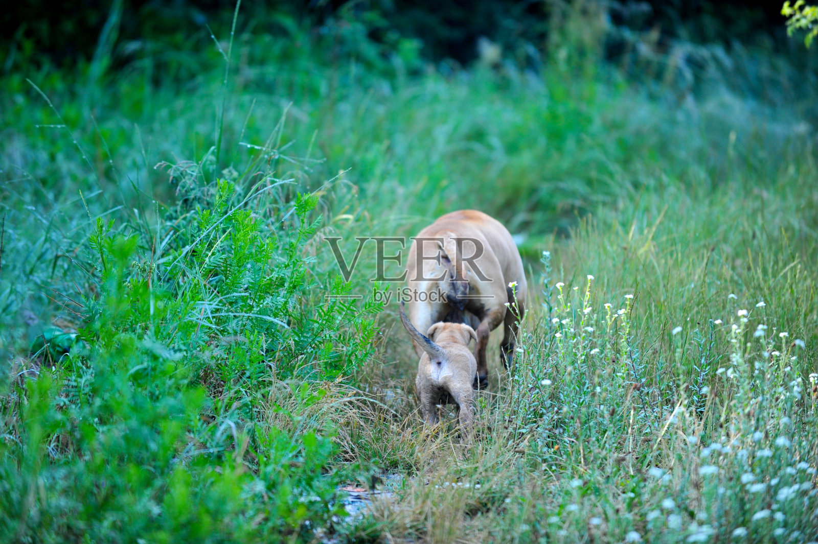 阿姆斯达夫母狗和她的小狗在大自然的照片照片摄影图片
