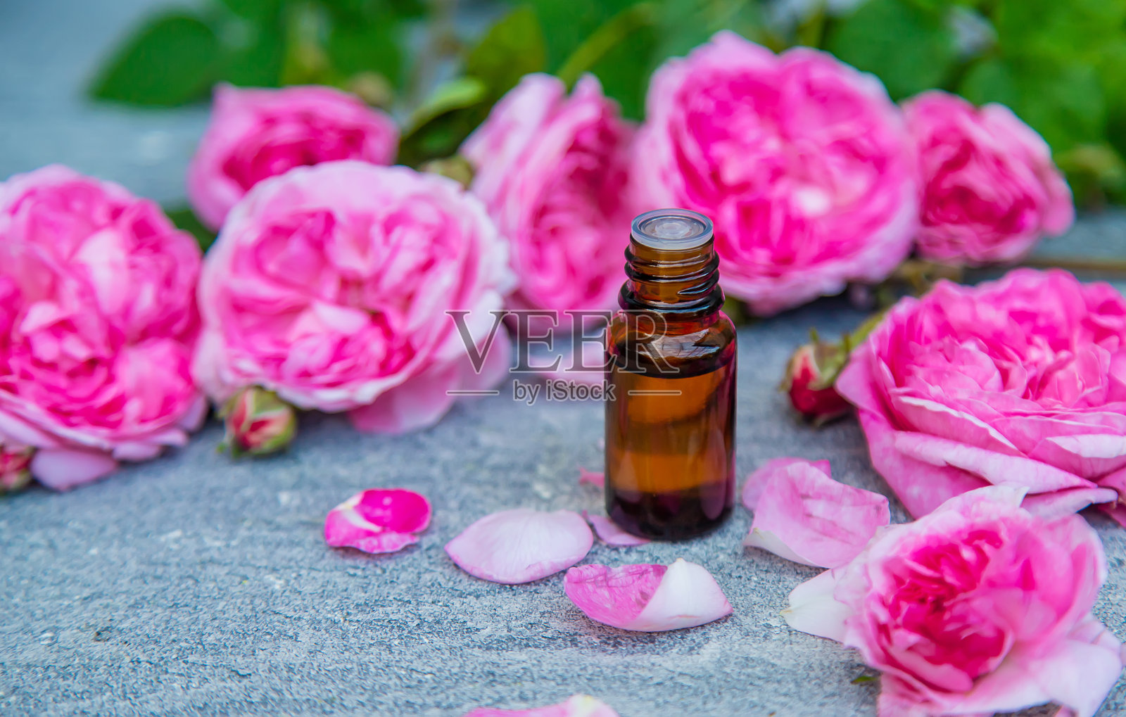 茶玫瑰精油提取物。有选择性的重点。照片摄影图片