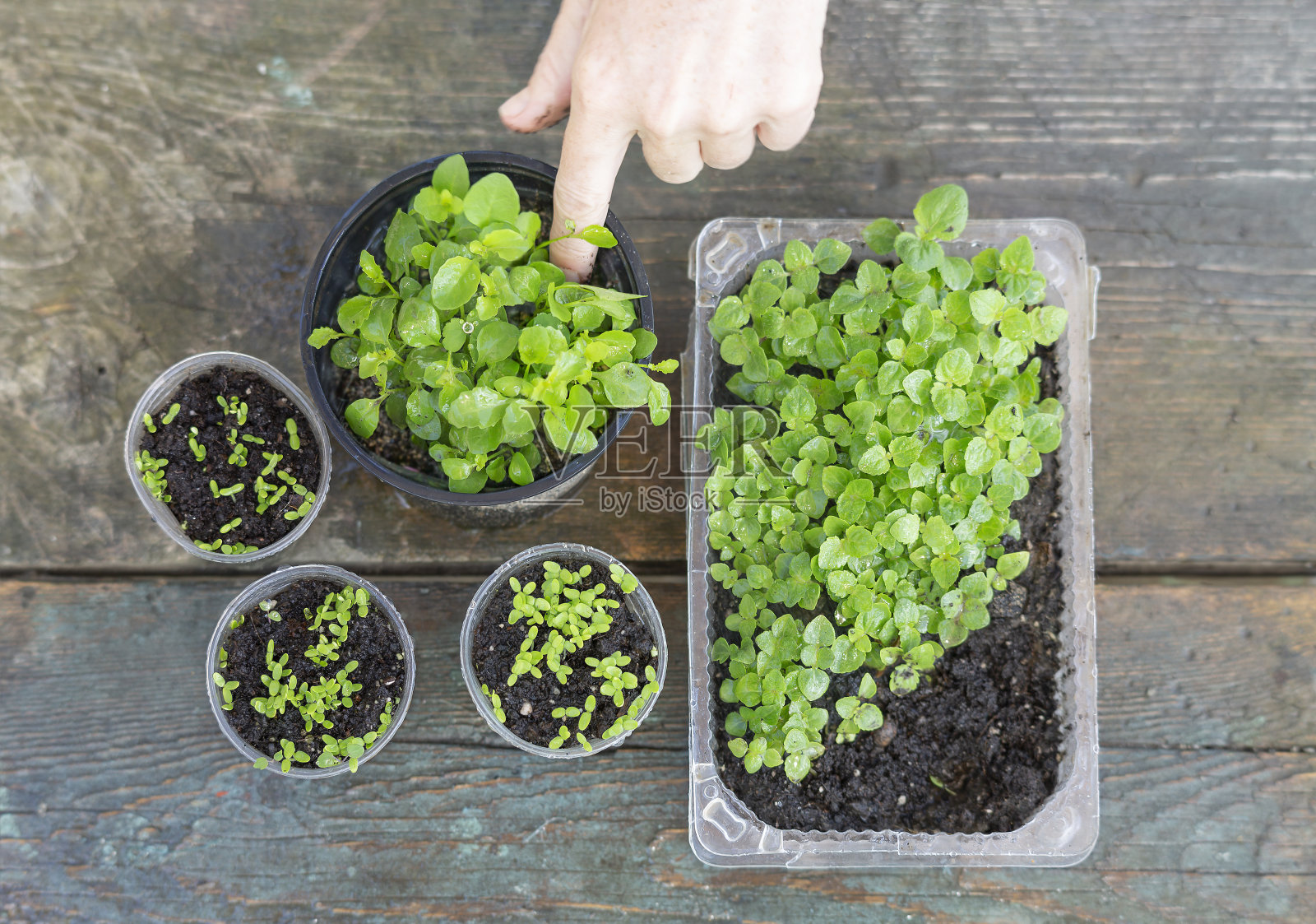 花苗放在桌子上的容器里照片摄影图片