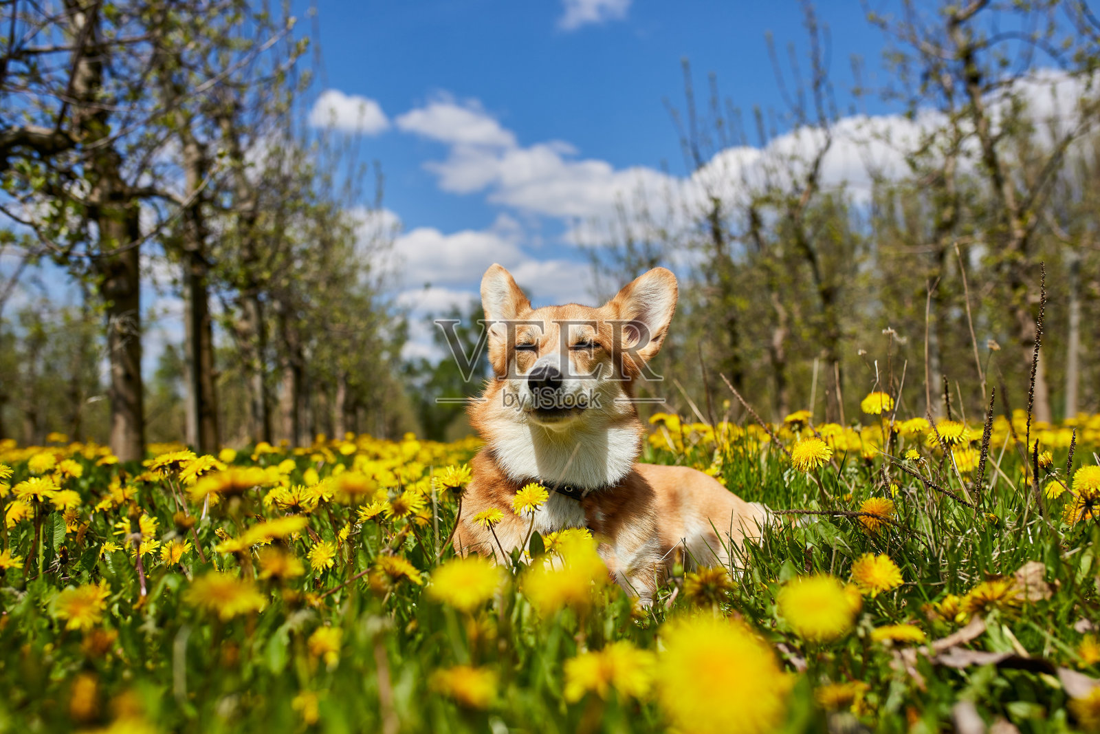 快乐的威尔士柯基·彭布罗克狗坐在黄色的蒲公英草地上，在春天微笑照片摄影图片