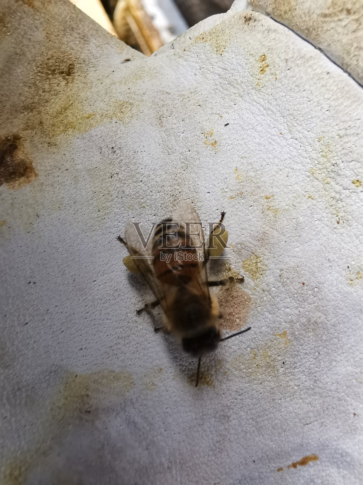 蜜蜂# 5照片摄影图片