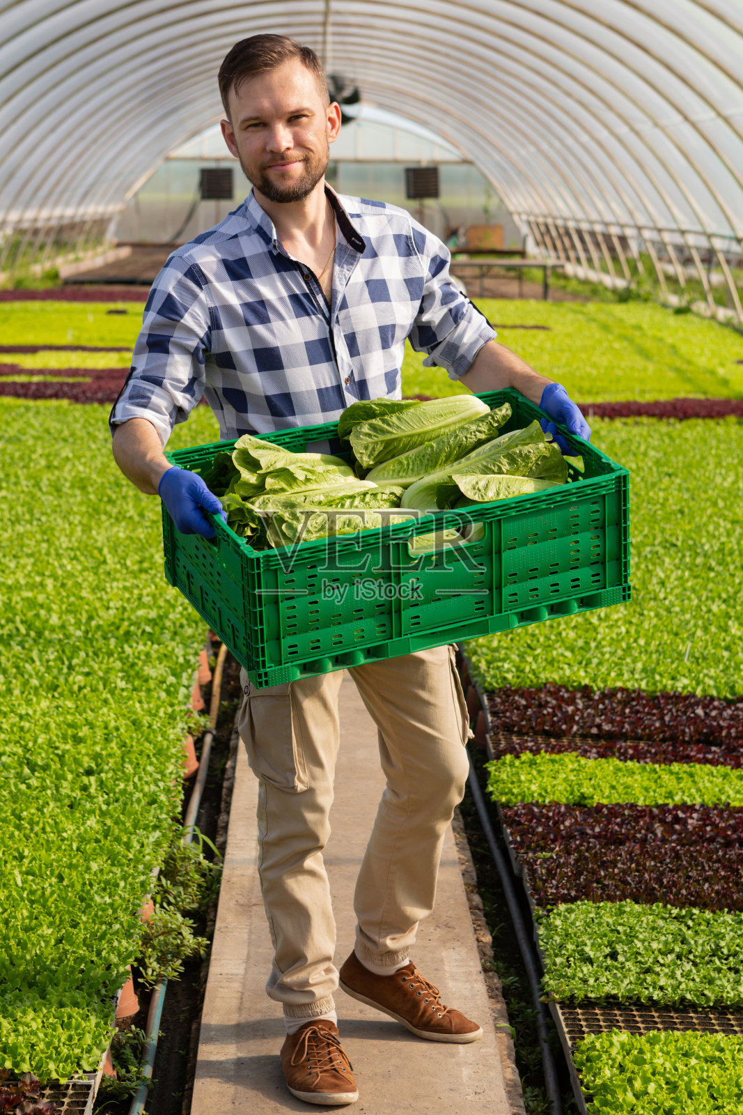 一个人在温室里拿着一个盒子，里面装着收获的长叶莴苣，背对着绿色植物照片摄影图片