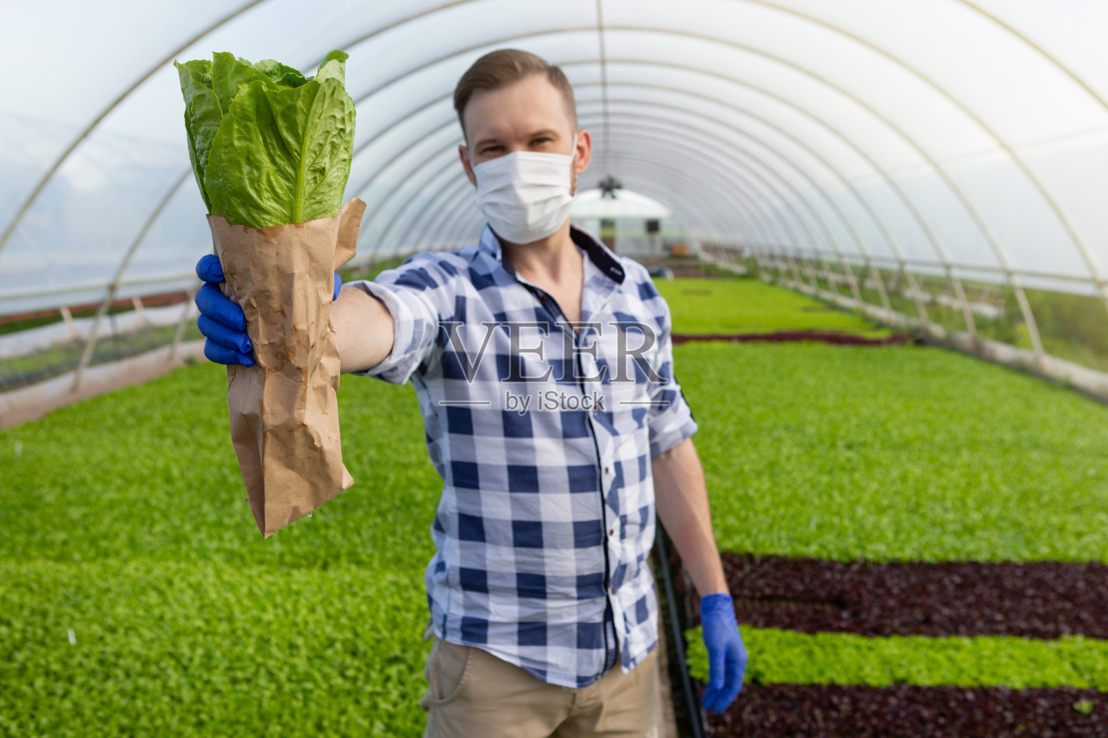 在温室里，一个男人戴着医用口罩，拿着一个纸袋里装着的莴苣照片摄影图片