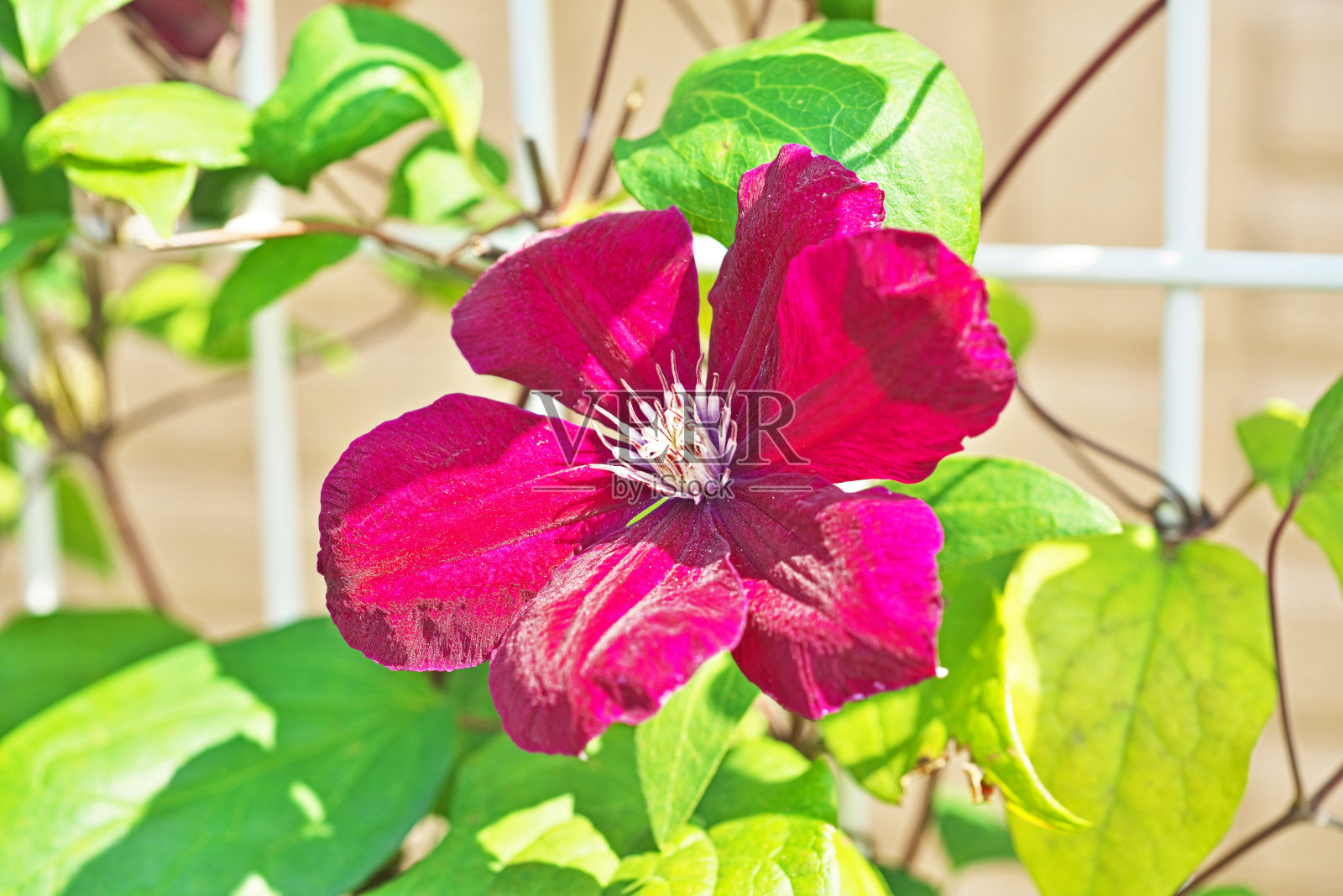 铁线莲照片摄影图片