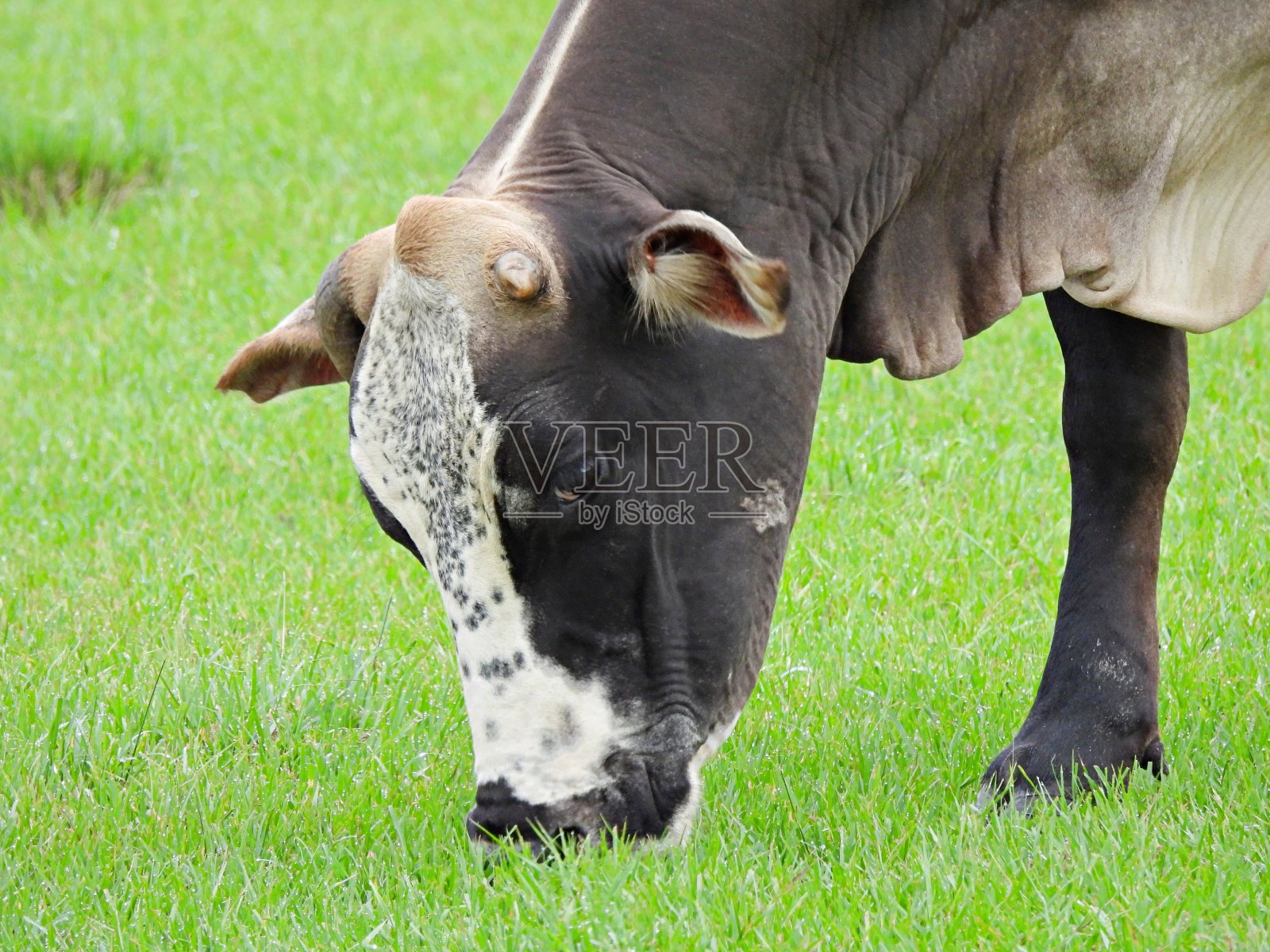 牛在草地上吃草照片摄影图片