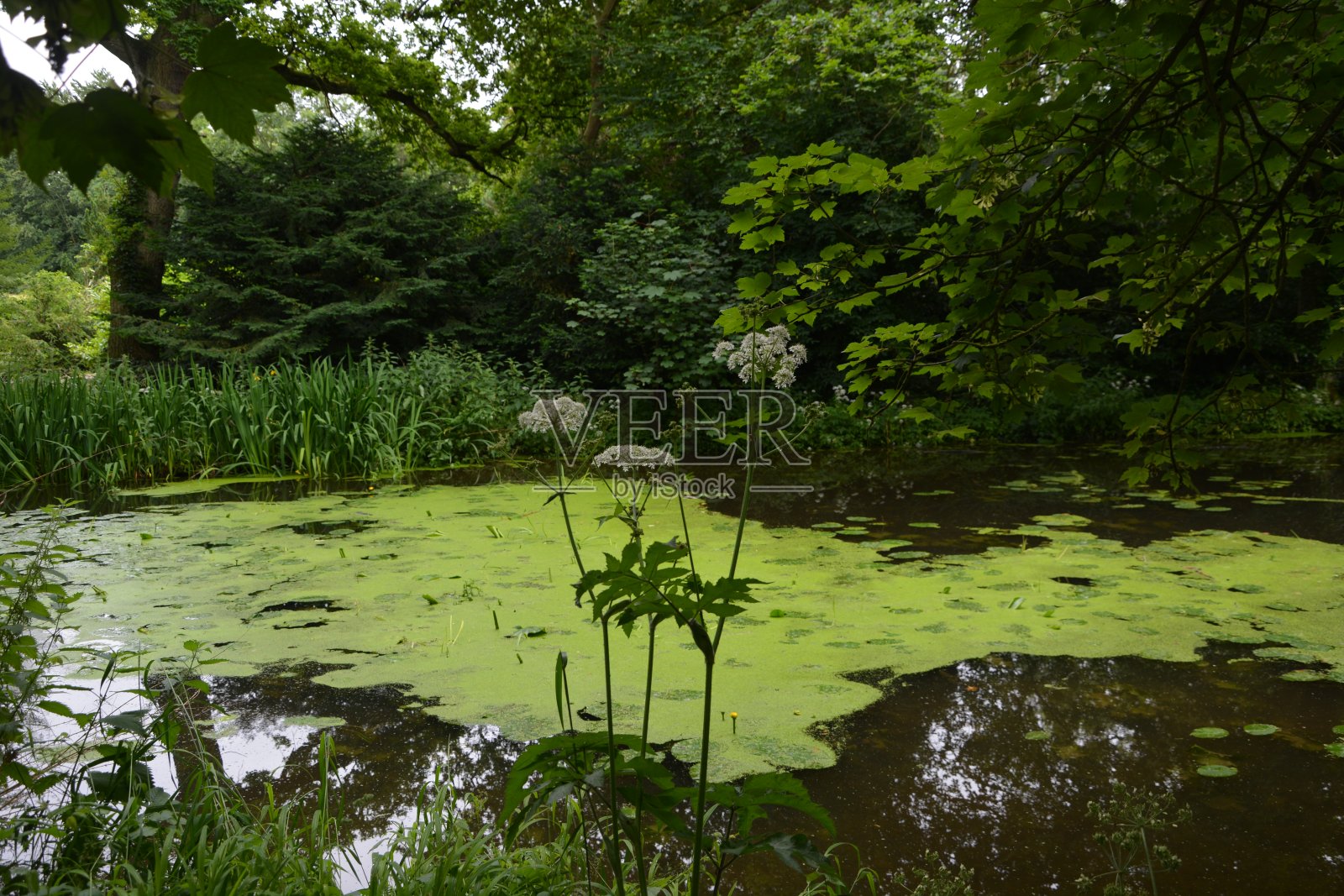 剑桥郡圣艾夫斯附近的安格尔西修道院照片摄影图片