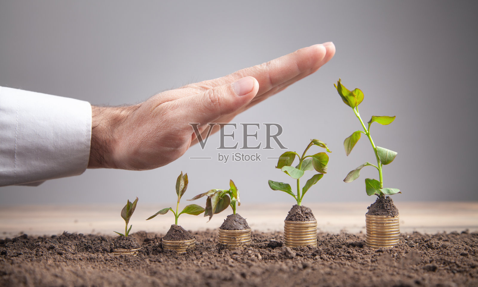 男手用植物叠硬币。照片摄影图片