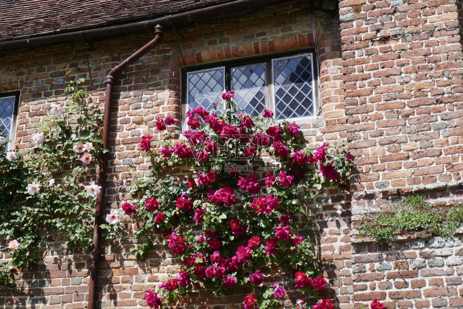 挂着玫瑰花的竖框窗照片摄影图片