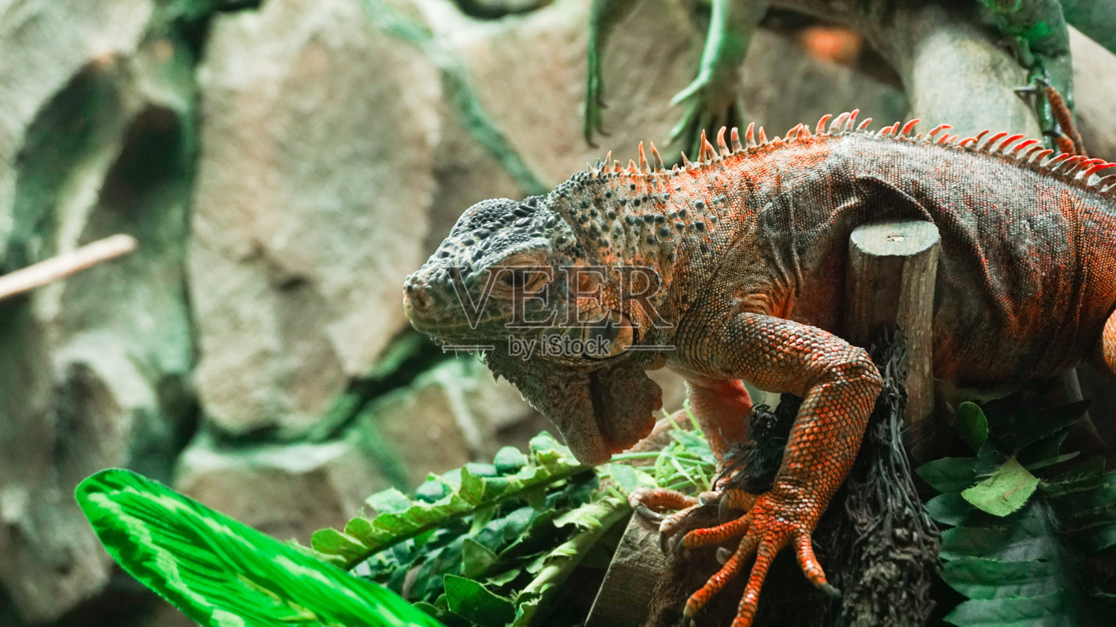 红鬣蜥照片摄影图片