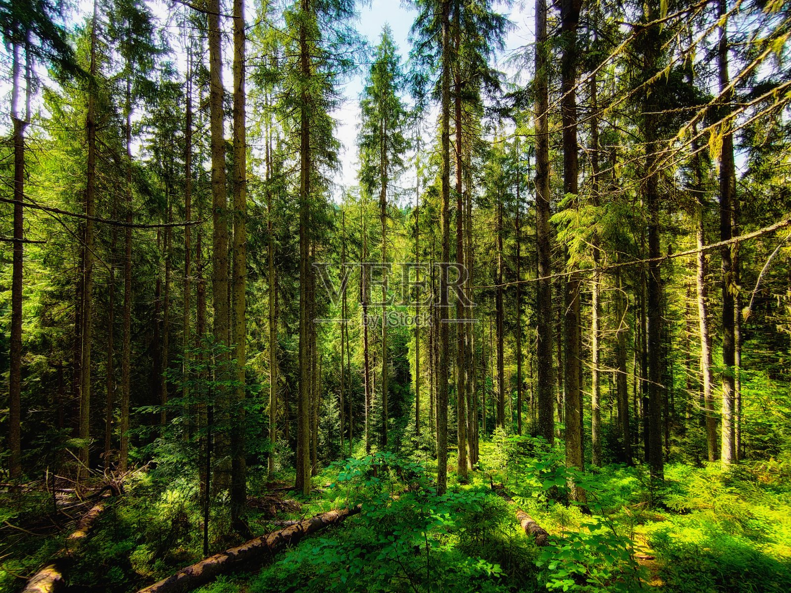 阳光明媚的早晨在森林里。早晨美丽的绿色森林。照片摄影图片