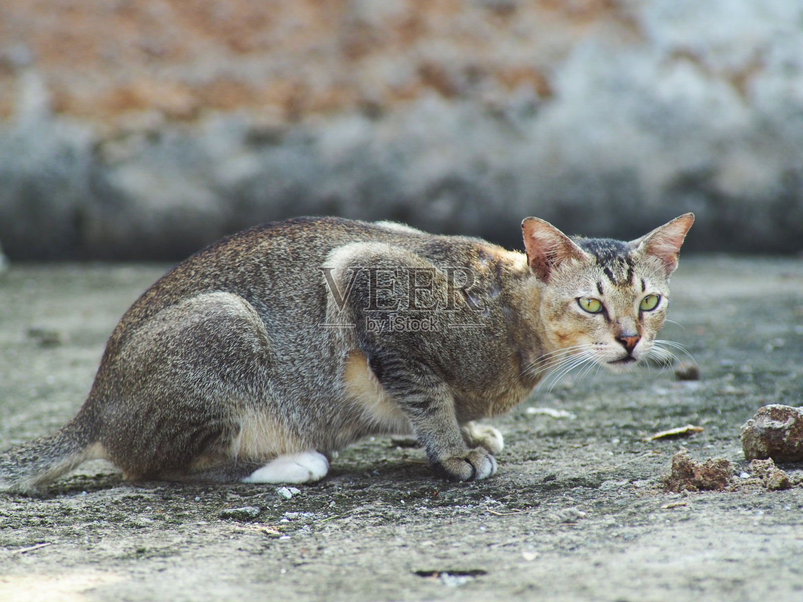 近距离拍摄的黑灰白猫的脸在院子里。照片摄影图片