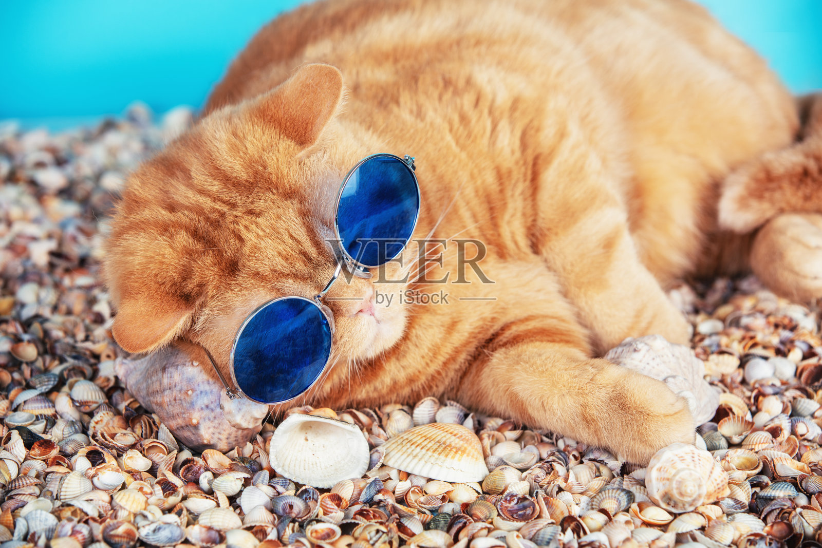 滑稽的姜黄色的猫戴着太阳镜躺在海滩上。旅行的概念。夏季照片摄影图片