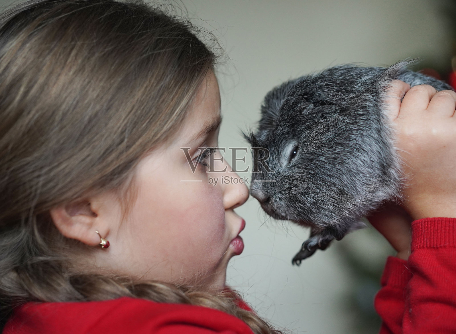 小女孩抱着她的灰冠豚鼠，抚摸着它，说着话。有选择性的重点。照片摄影图片