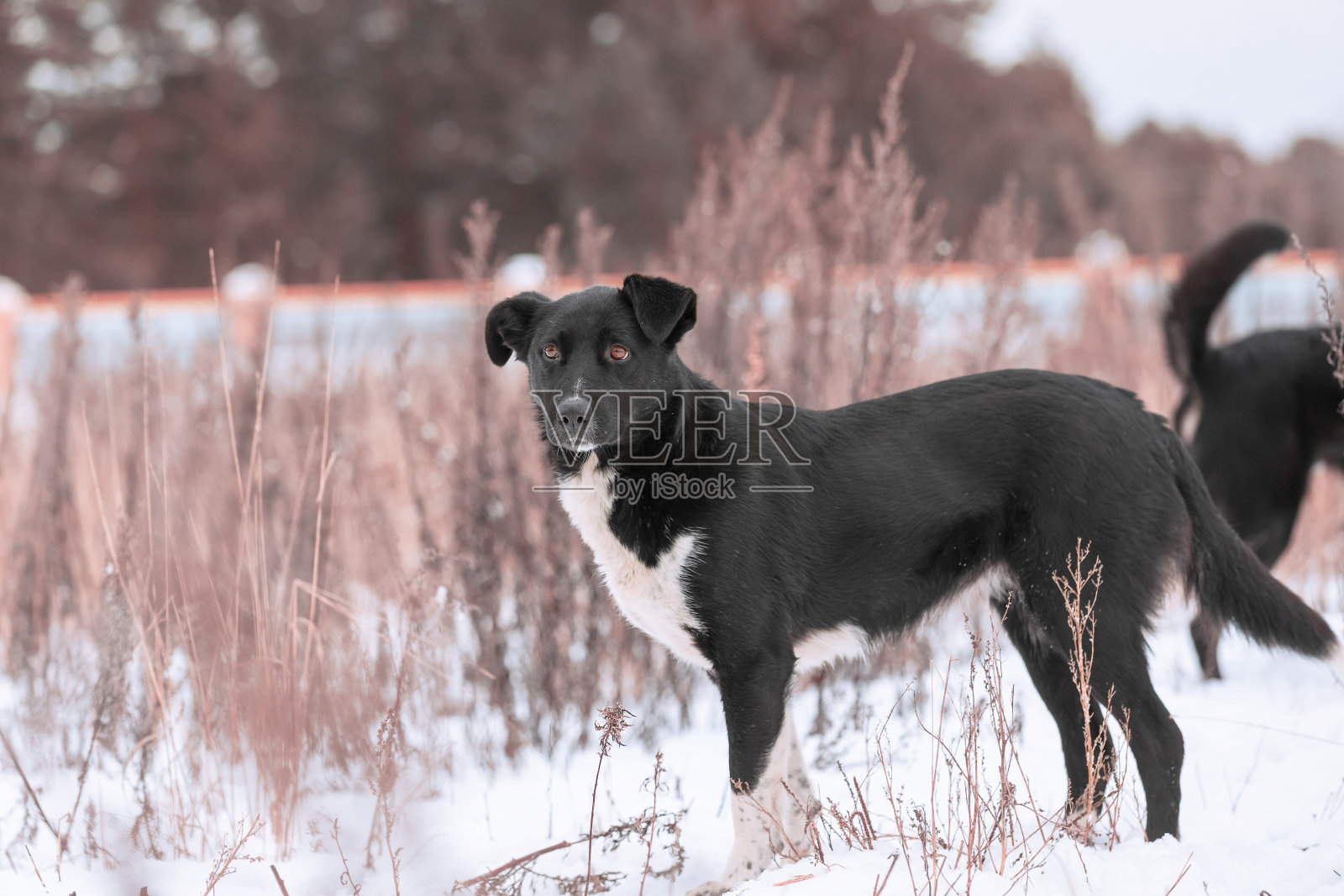 一只大型杂交牧羊犬凝视着冬日的背景。副本的空间。狗的眼睛搜寻着它的主人。当地收容所的可收养狗。希望采纳。照片摄影图片