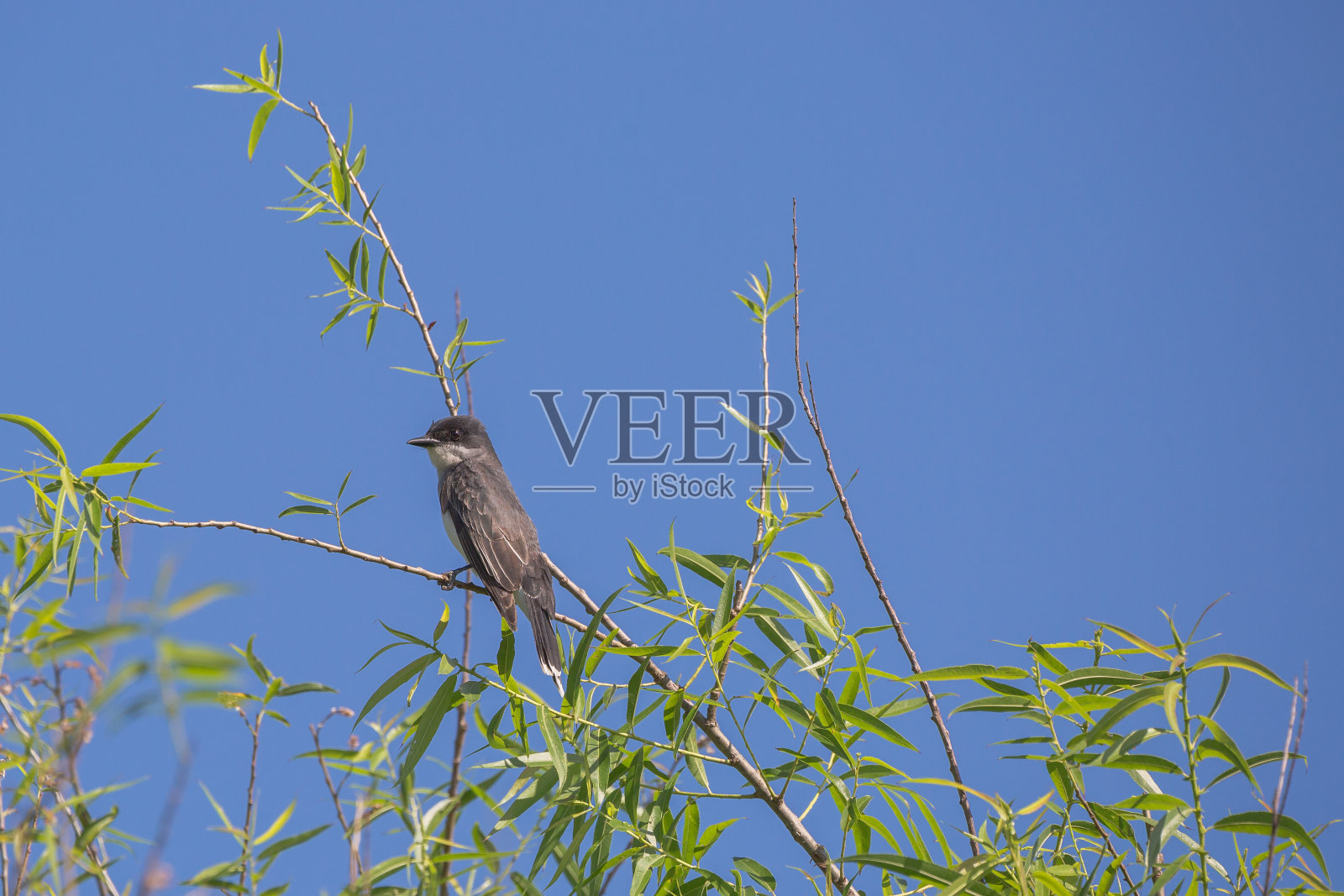 树顶的金鸟照片摄影图片