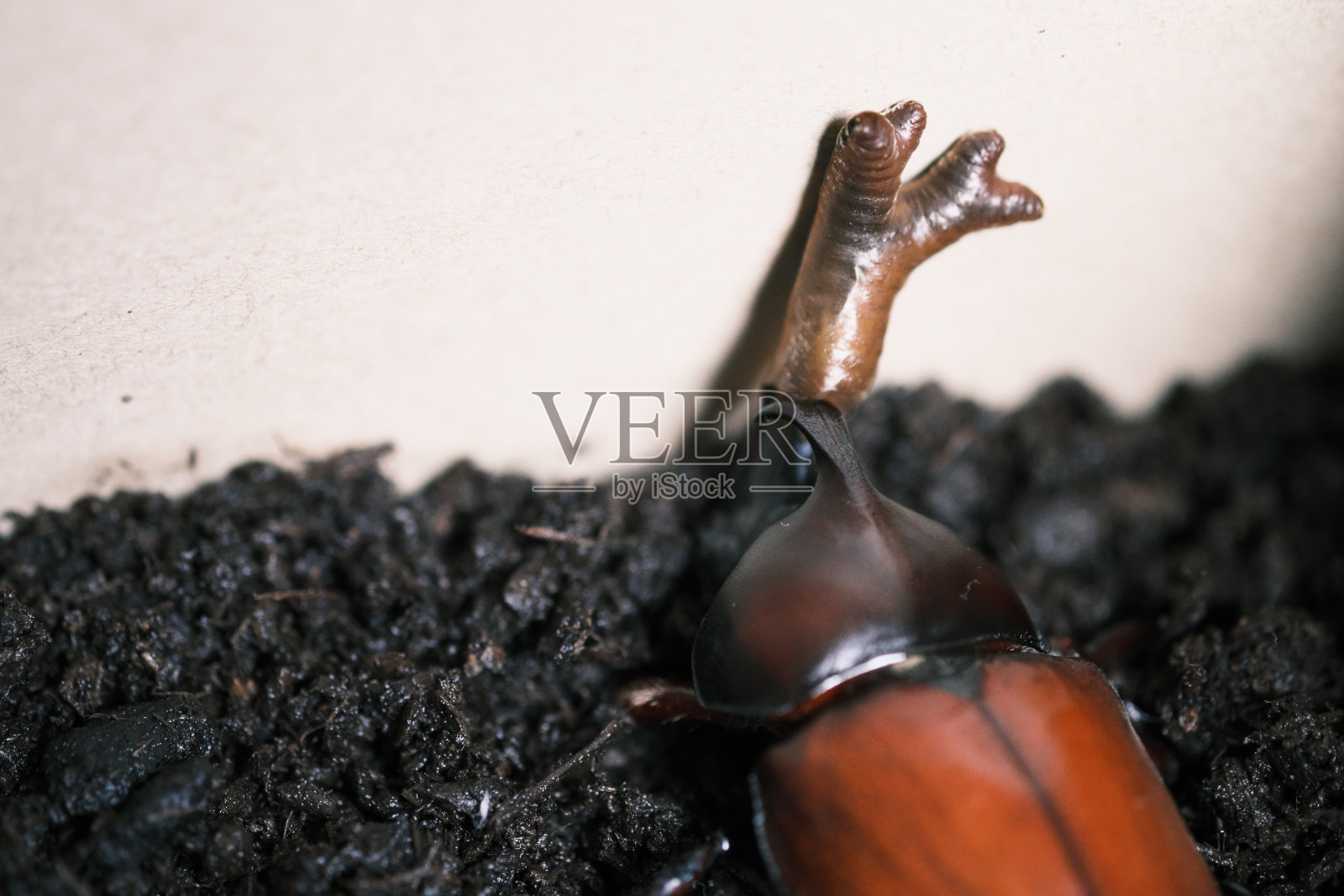 酷出现甲壳虫“消极基调”照片摄影图片