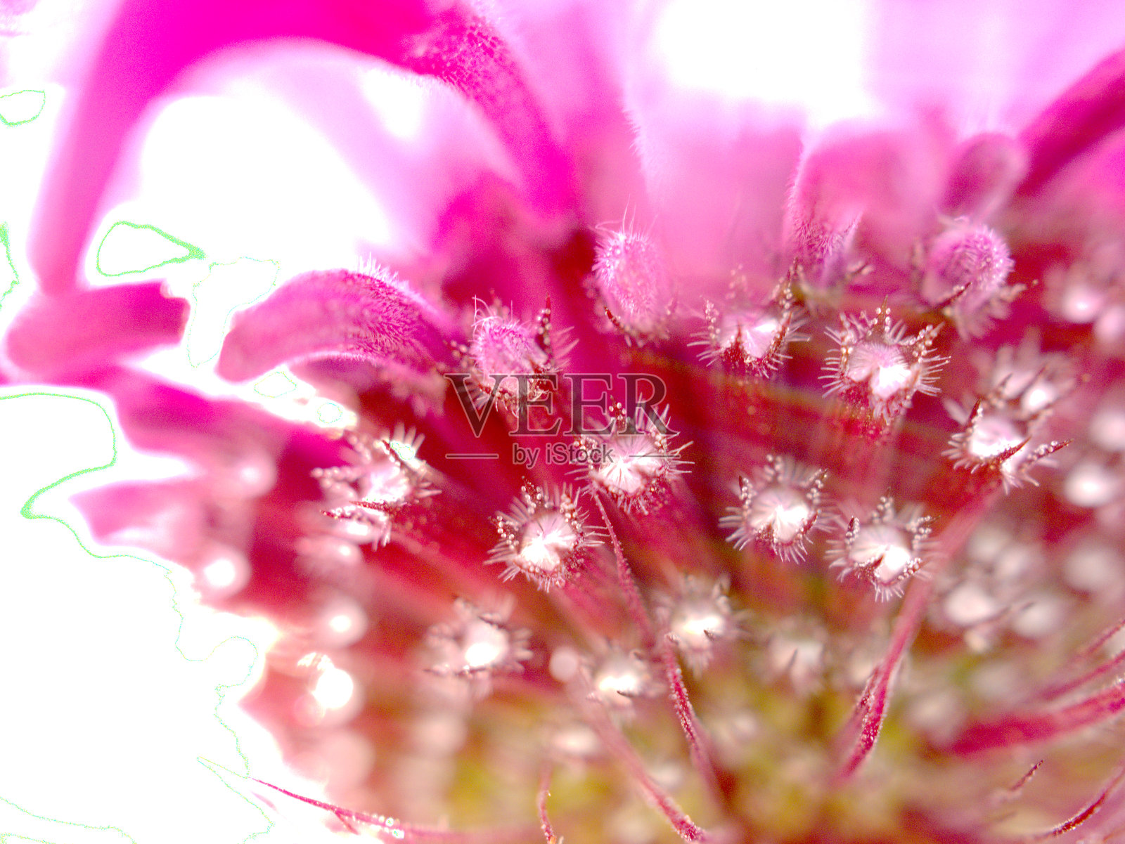 花瓣照片摄影图片