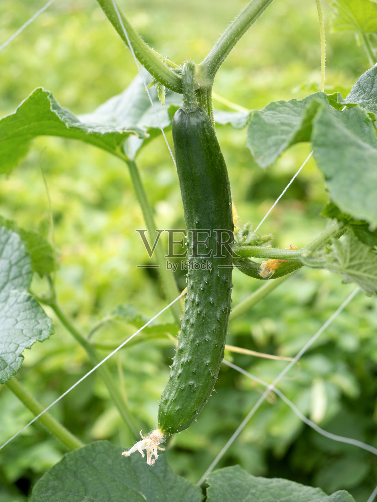 黄瓜领域照片摄影图片