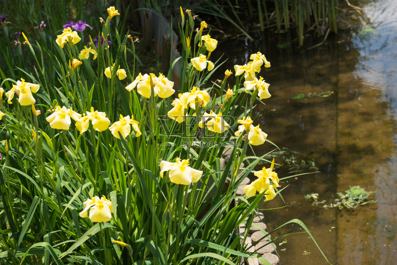 白木公园的鸢尾花园照片摄影图片
