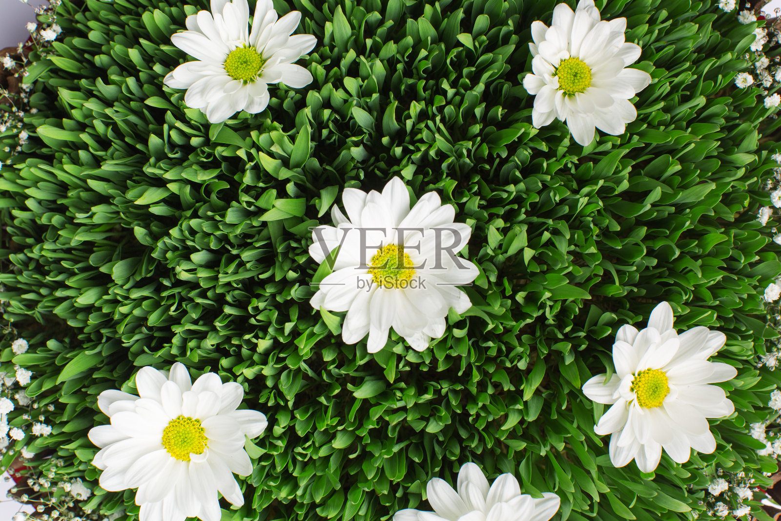 传统诺鲁孜节的小麦谷物上生长的草照片摄影图片