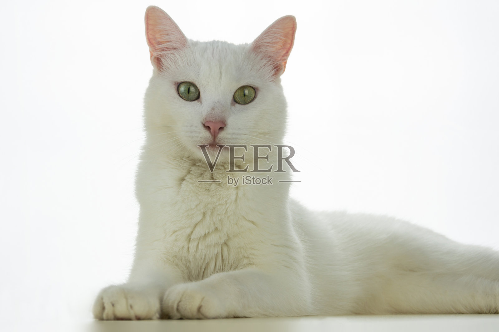 白底上的白猫照片摄影图片