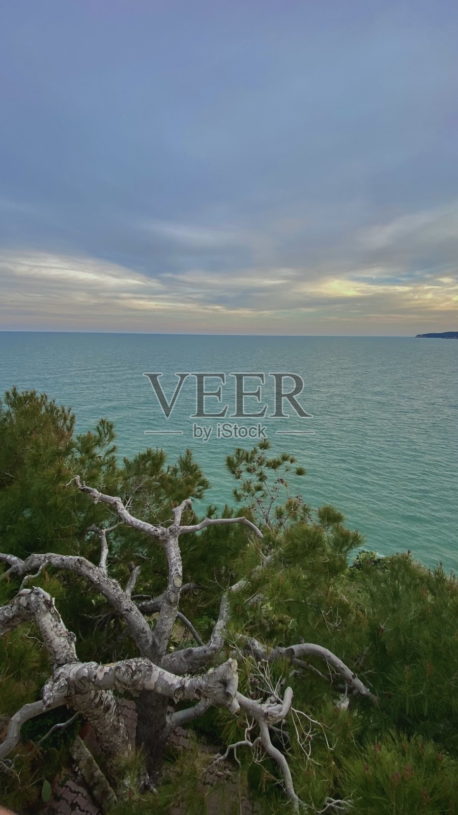 海洋和植物照片摄影图片