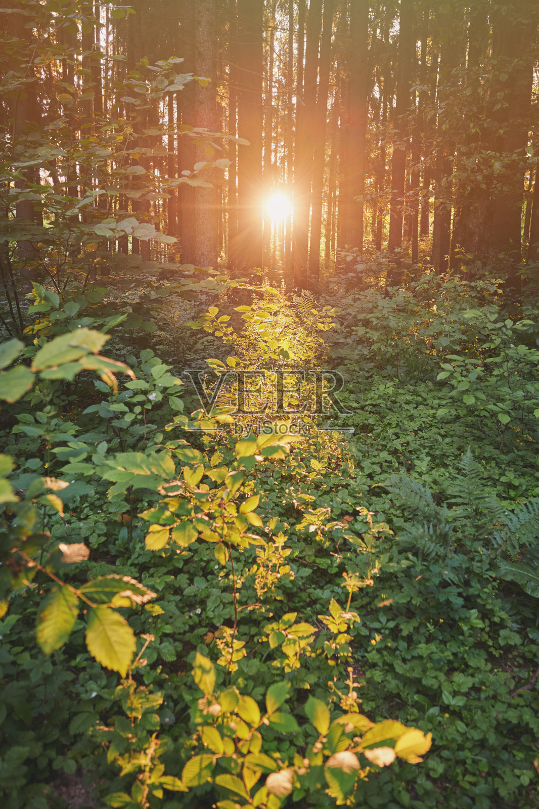 阳光穿过树林照片摄影图片