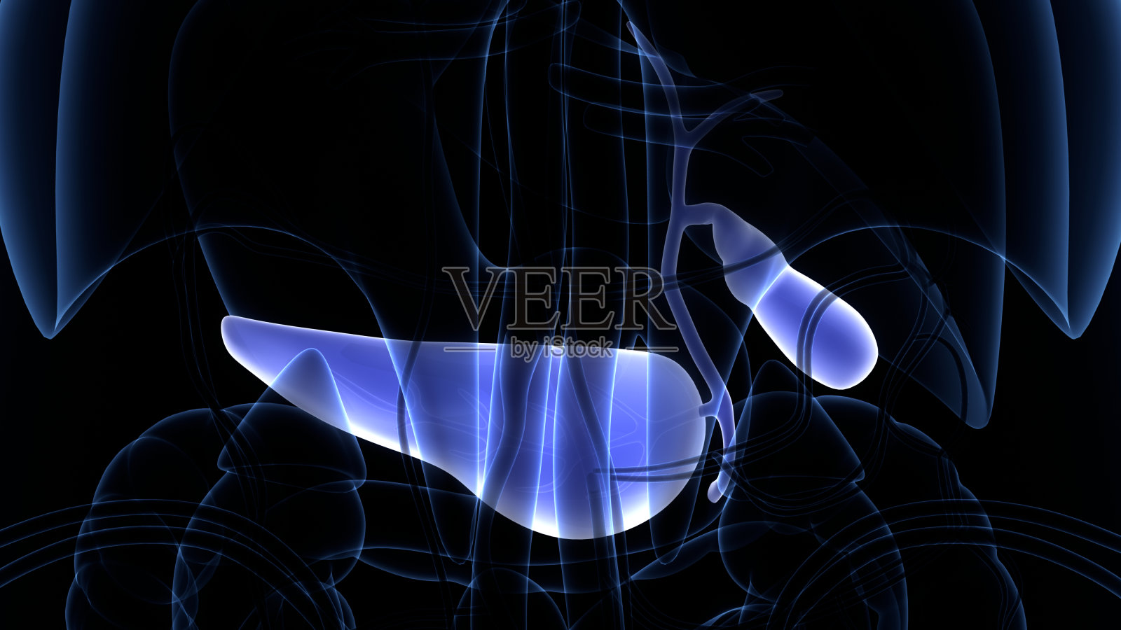 人体内部器官胰腺及胆囊解剖学照片摄影图片