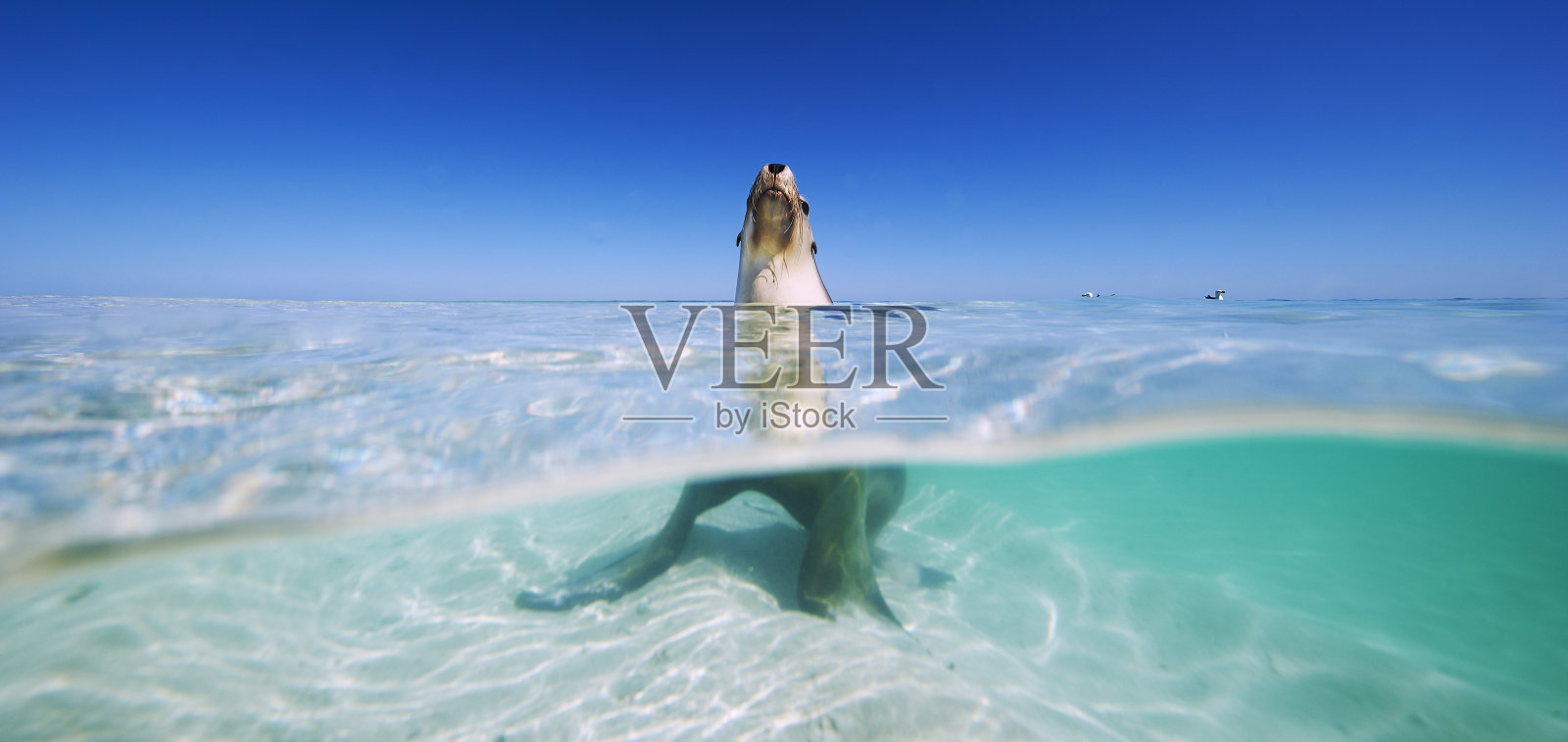 海狮照片摄影图片