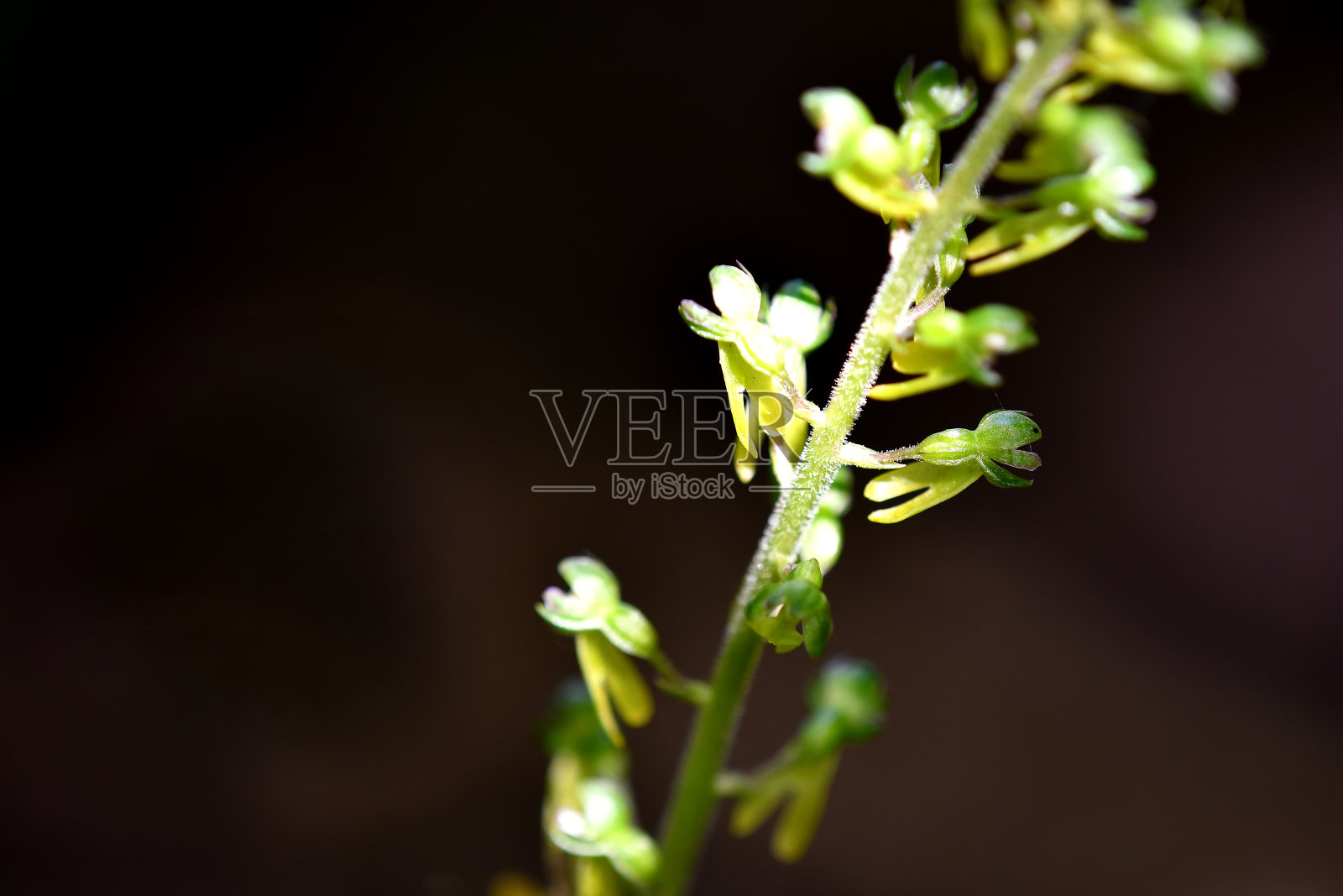 德国植物中的一种野生兰花照片摄影图片