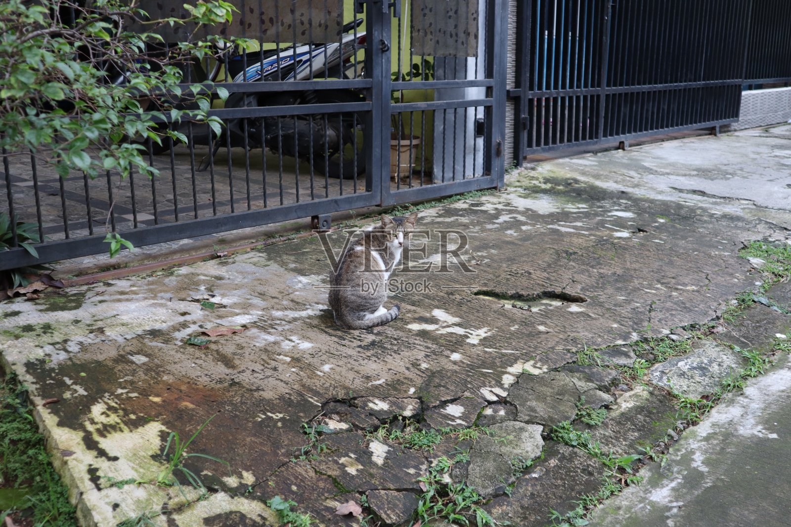 一只白灰猫坐在黑色的篱笆前照片摄影图片