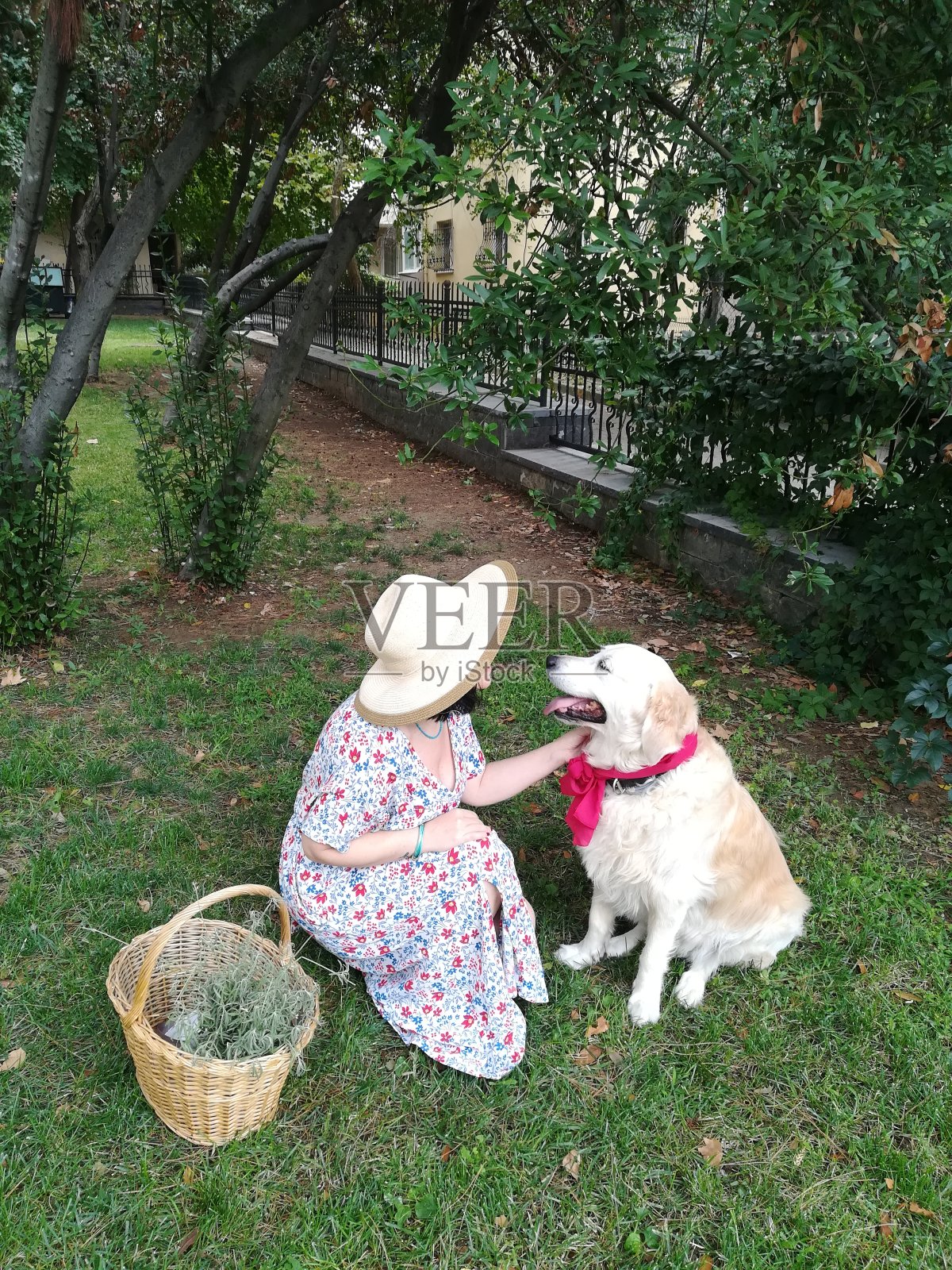 妇女们拿着柳条篮子摘花照片摄影图片