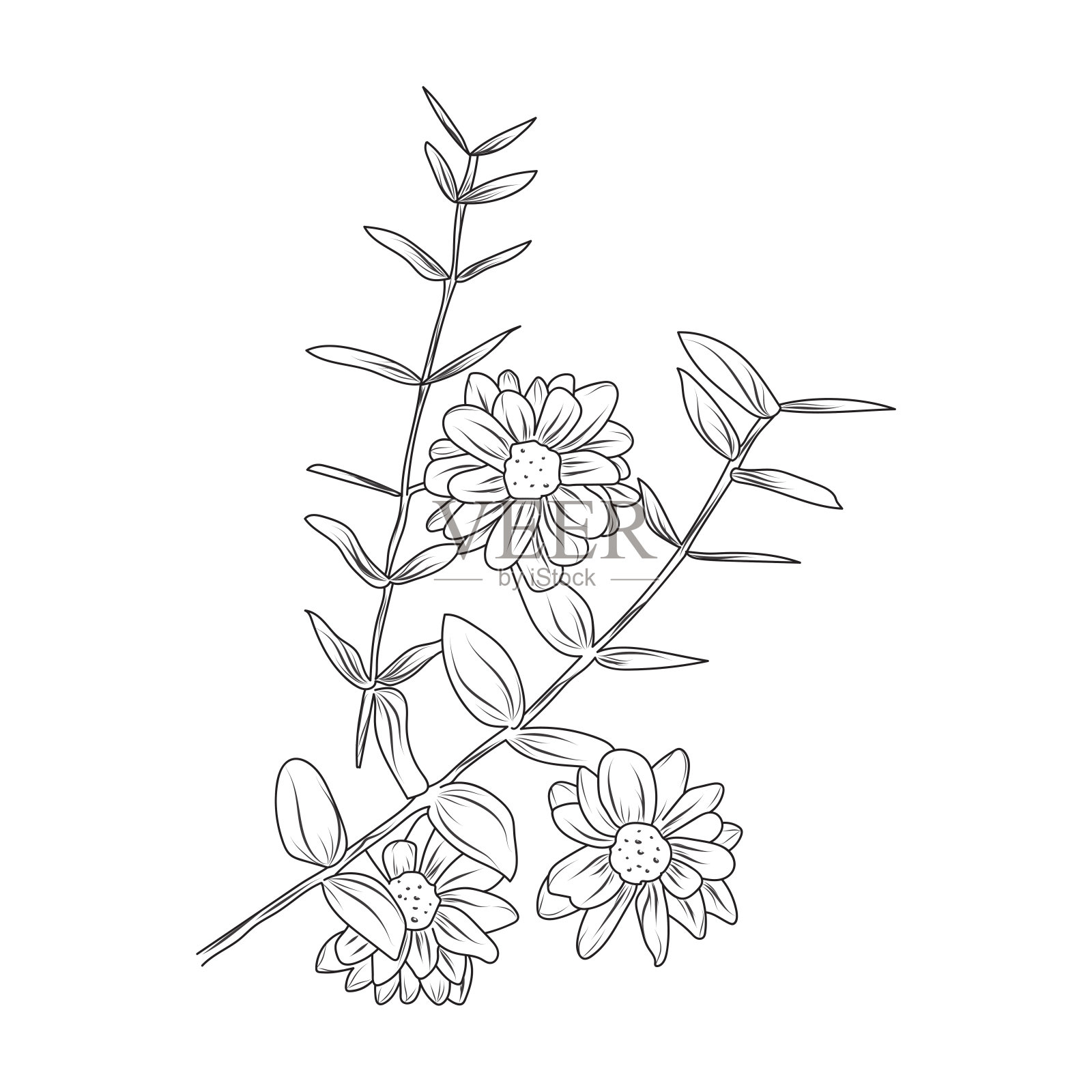 写生花的线条艺术。抽象手绘矢量图。植物艺术设计版画，家居装饰，封面，墙纸，简约和自然的墙壁艺术海报插画图片素材