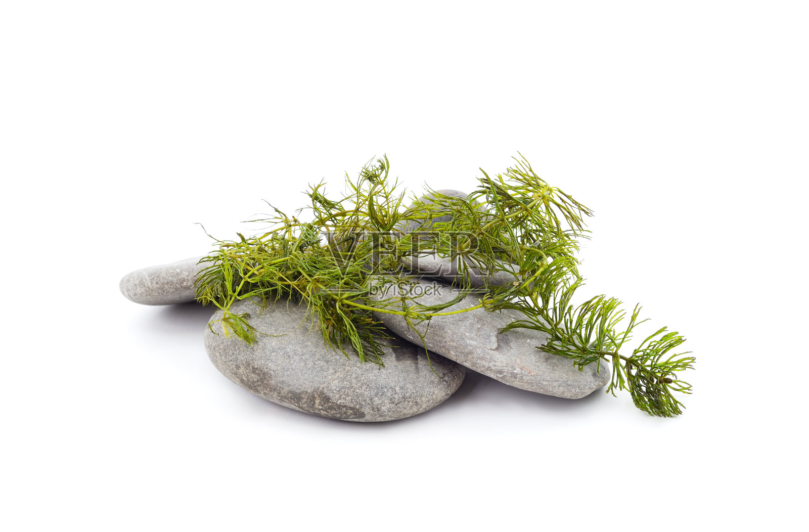 带有藻类的灰色海石。照片摄影图片