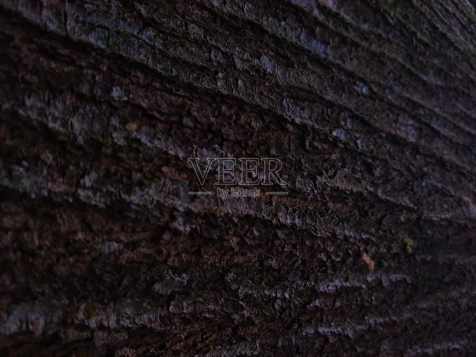 树皮，质地粗糙照片摄影图片