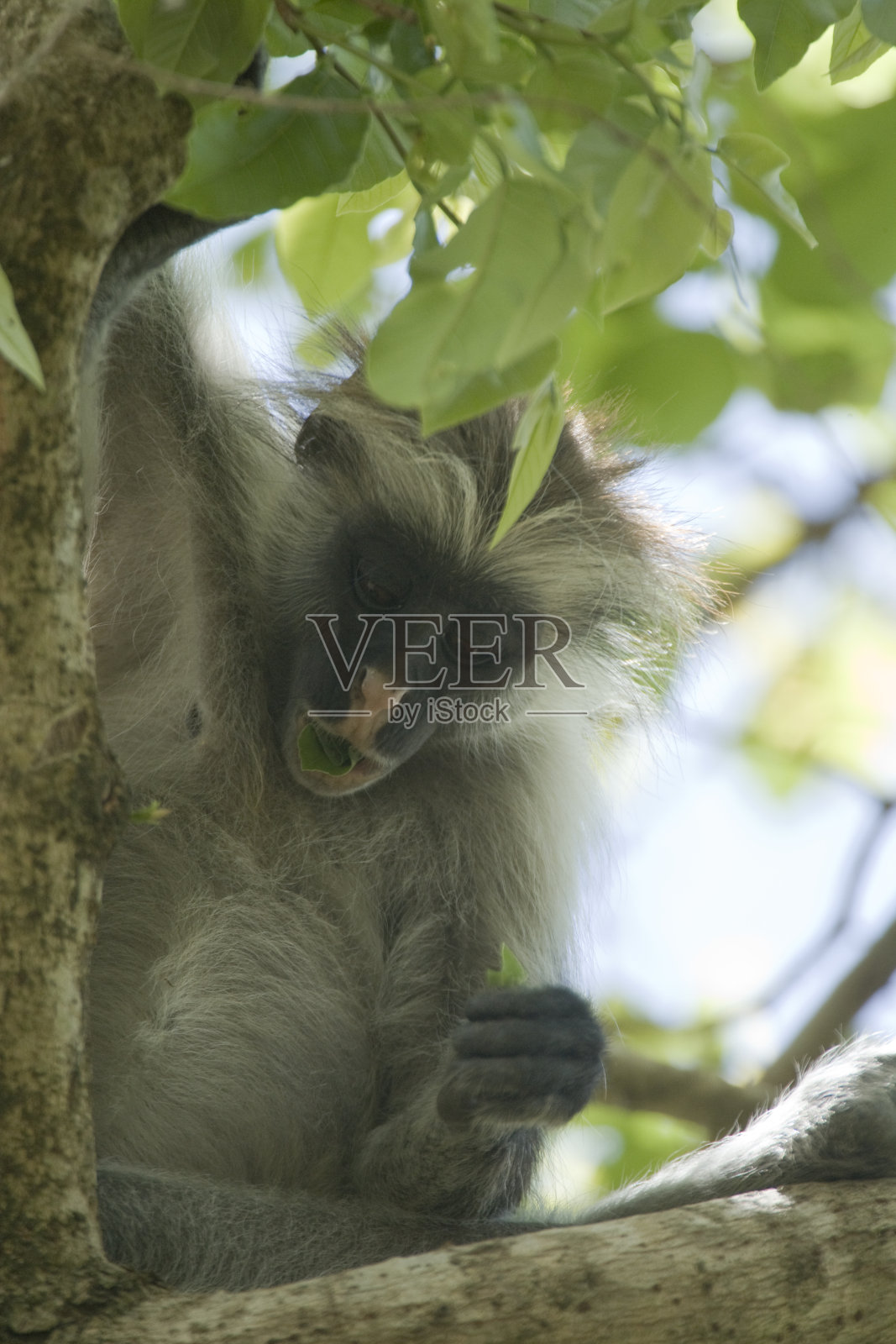 坦桑尼亚桑给巴尔乔扎尼森林保护区的柯克红疣猴照片摄影图片