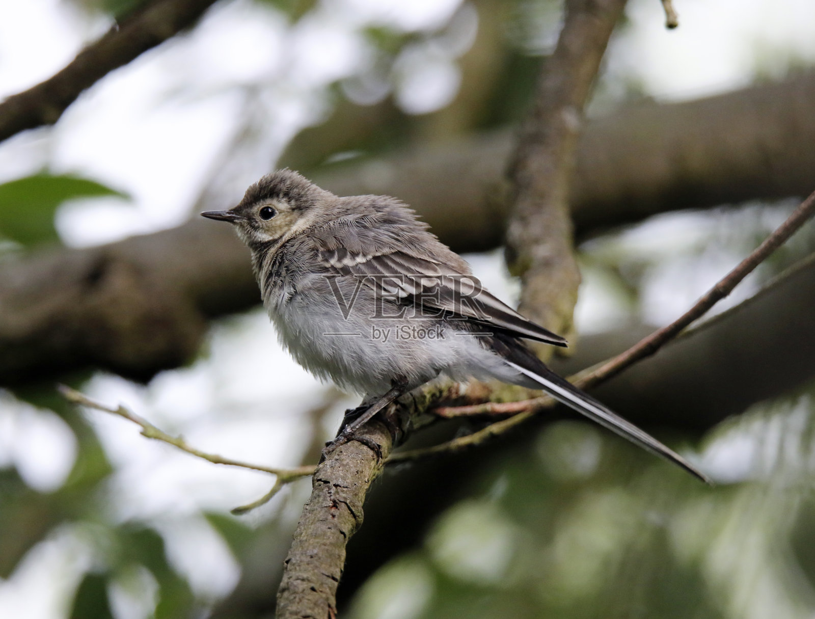 年轻的灰色鹡尾沿着河岸探险照片摄影图片