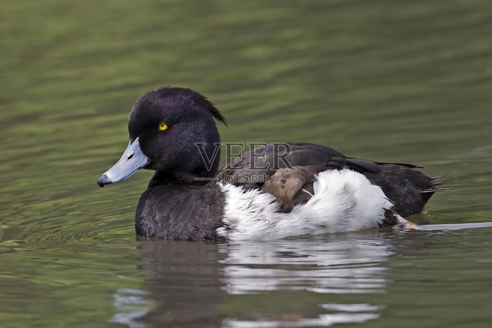 公簇毛鸭，Aythya fuligula，在水上照片摄影图片