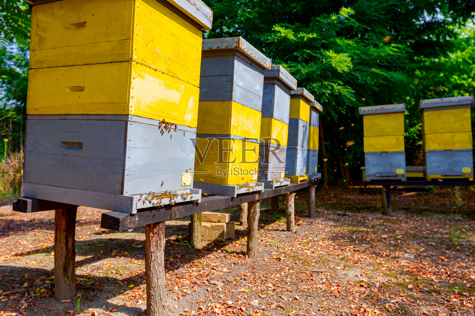 木柱上的蜂箱，蜂房，养蜂场照片摄影图片
