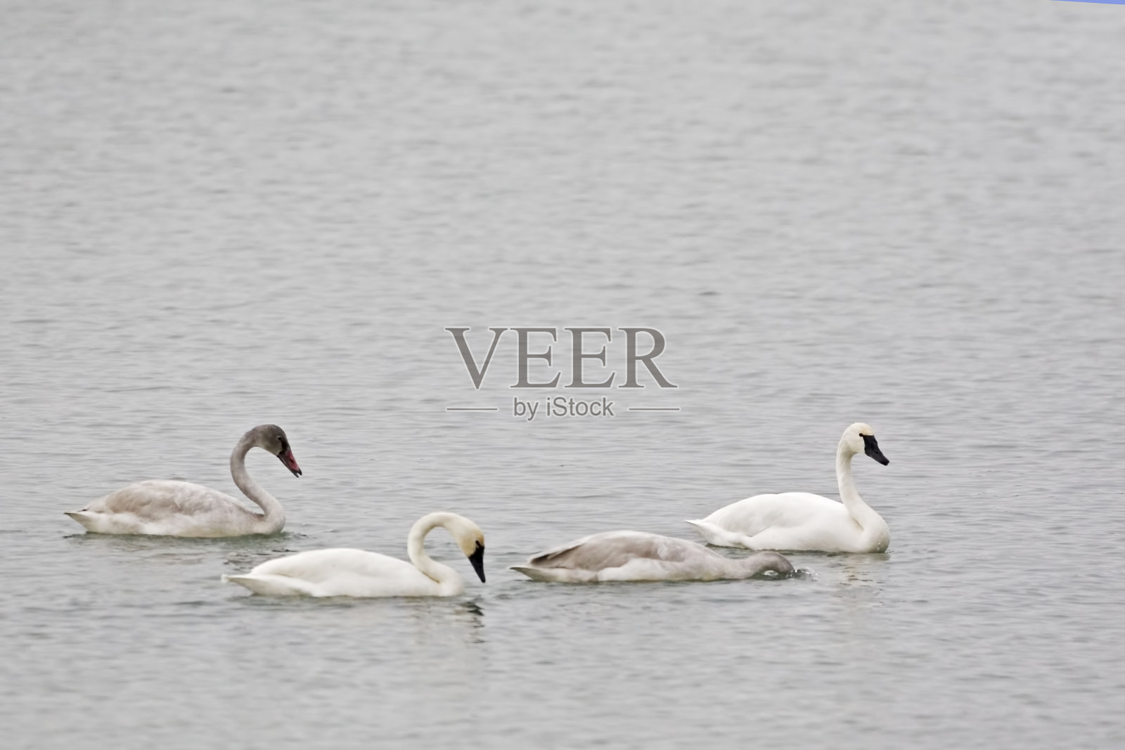 苔原天鹅的家族，哥伦比亚天鹅座照片摄影图片