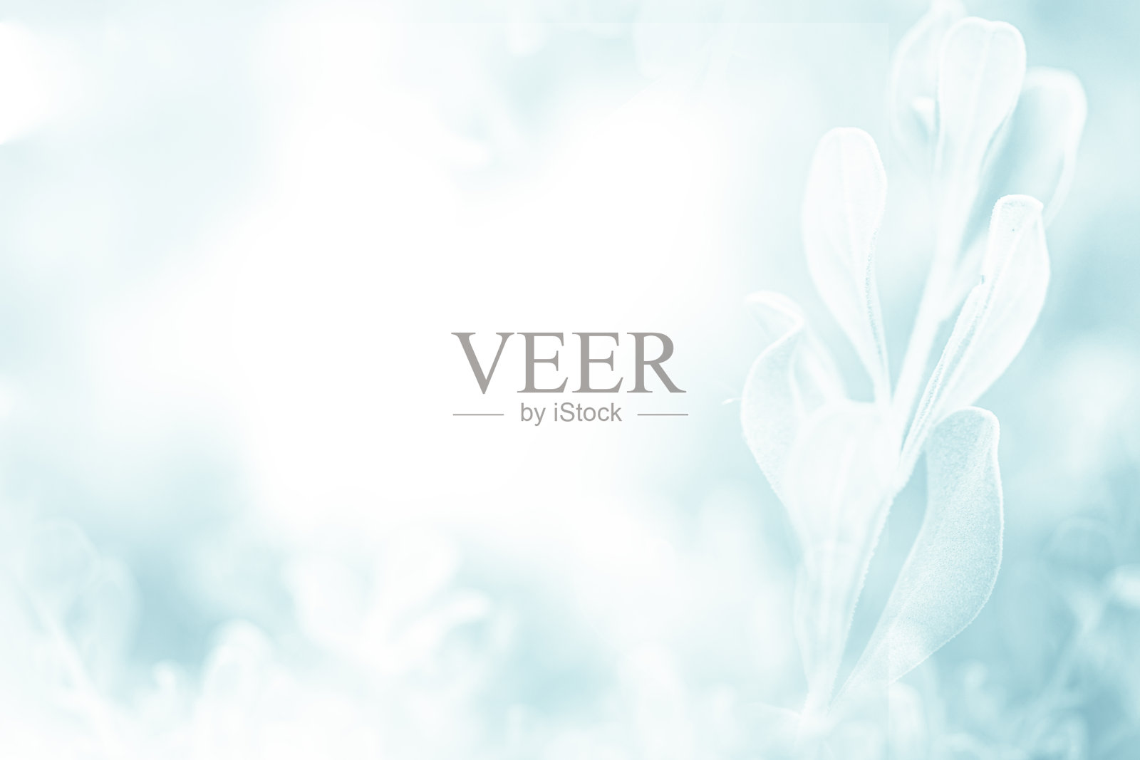 蓝色绿色美丽的春天鲜花盛开的树枝背景与免费复制空间贺卡或环境封面页，模板，网络横幅和标题。照片摄影图片