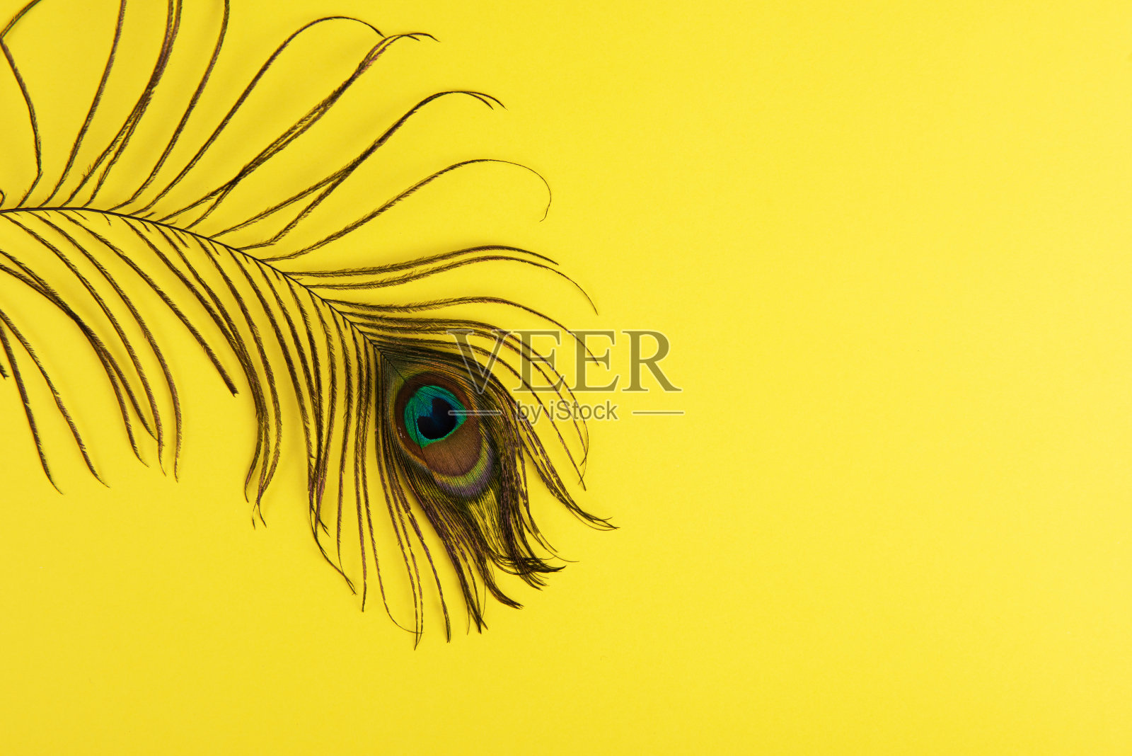 彩纸上的孔雀羽毛照片摄影图片