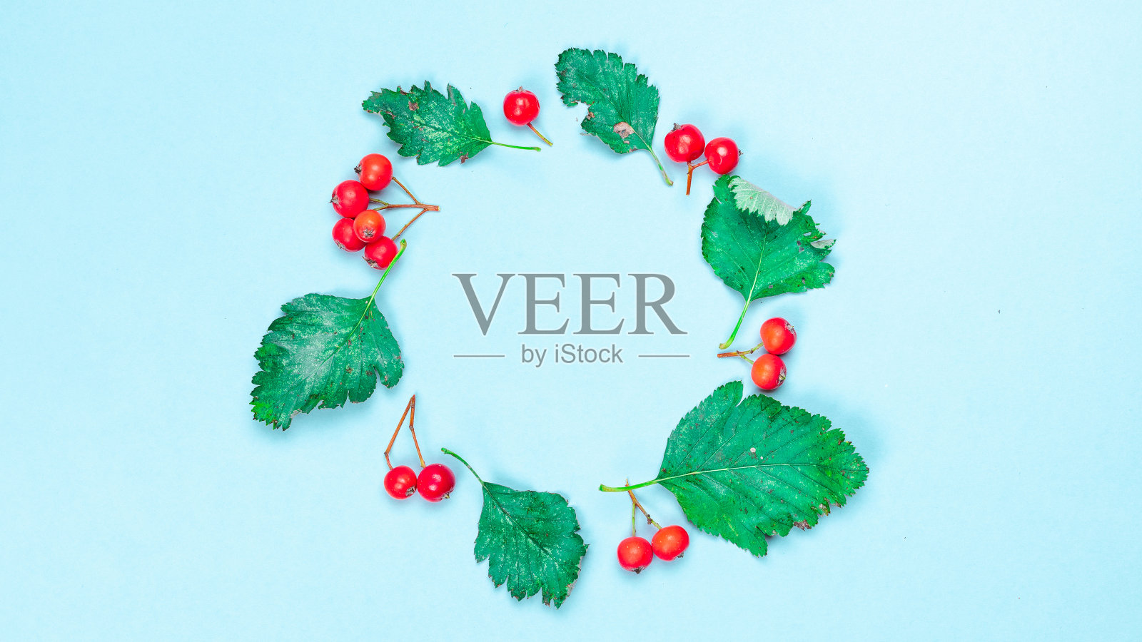 秋天的成分。框架由绿色的干树叶，红色的水果花楸孤立在柔和的蓝色背景。平铺秋的构图与临摹空间。照片摄影图片