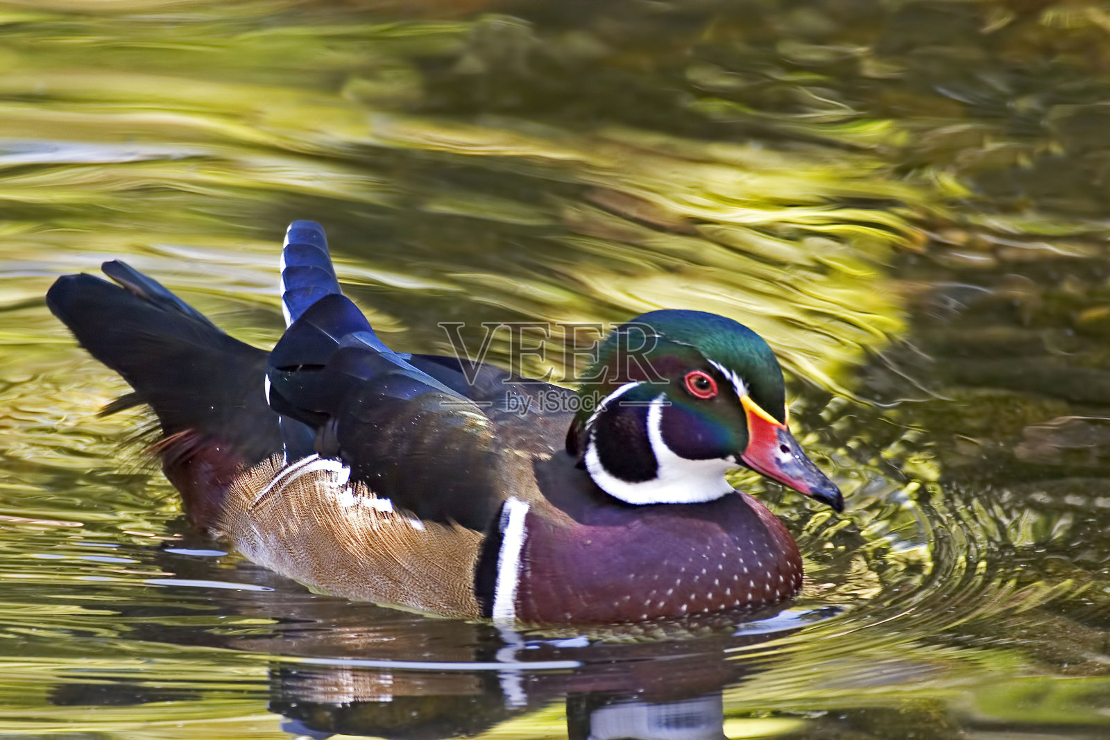 雄性木鸭，艾克斯海绵，近景照片摄影图片