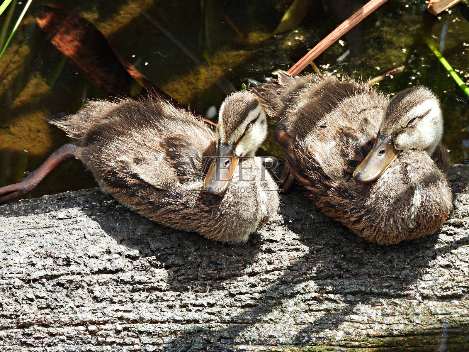 在一根木头上睡觉的斑驳鸭照片摄影图片